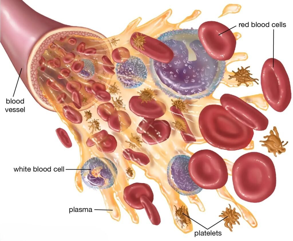 Blood – Complete Study Notes for Nursing Exams