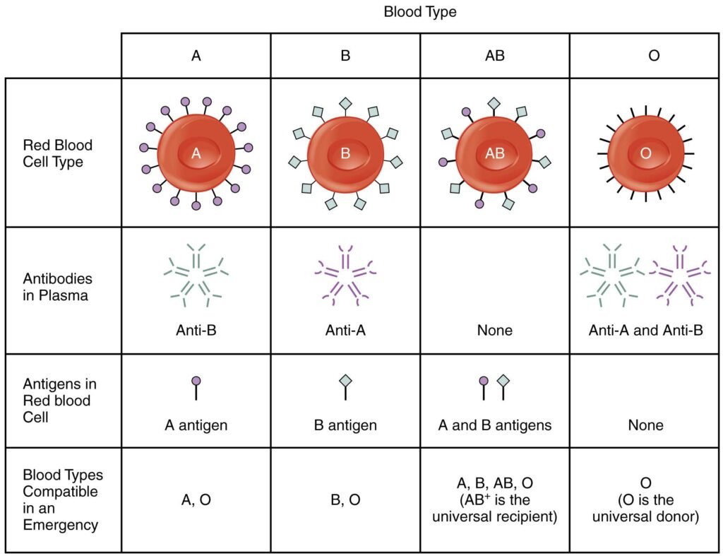 Blood – Complete Study Notes for Nursing Exams (Hemoglobin, Types, and Hematopoiesis)